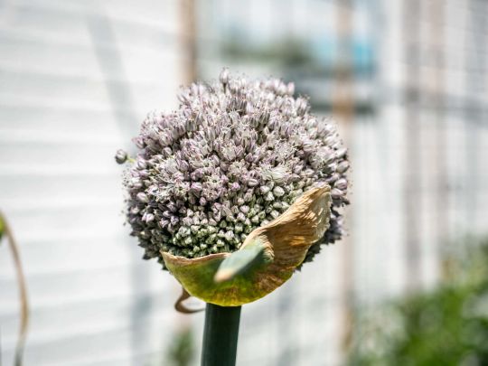 springtij-de-koog-bloembol